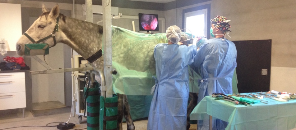 Deux chirurgiens équin en pleine opération dans les environs de aix en provence