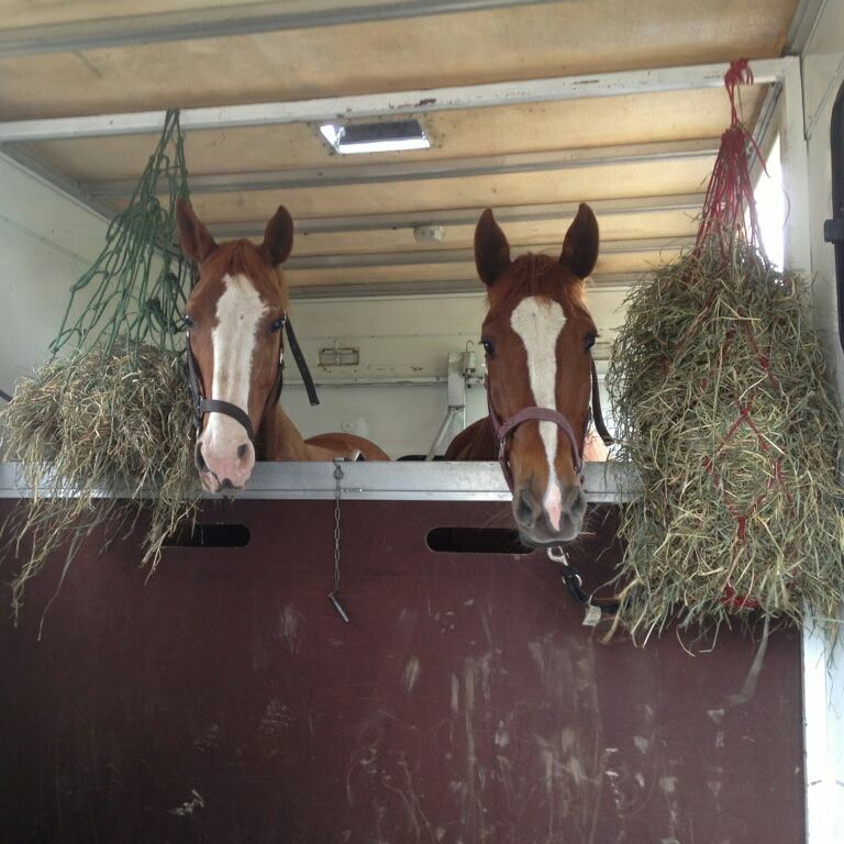 Deux chevaux qui utilisent notre service de transport equins