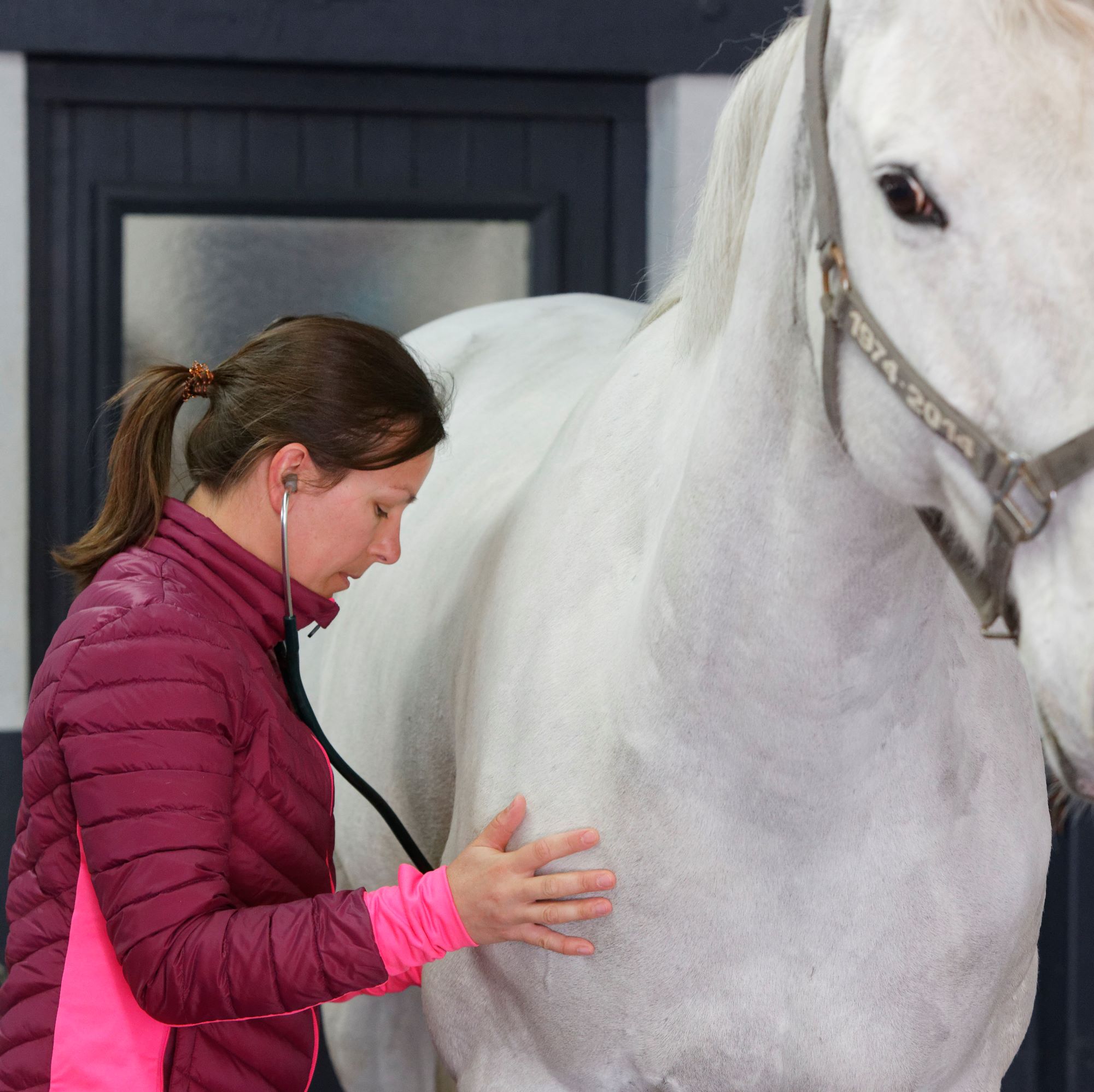 Une vétérinaire spécialiste en train d'examiner un cheval à la clinique équine de Provence à Saint Cannat